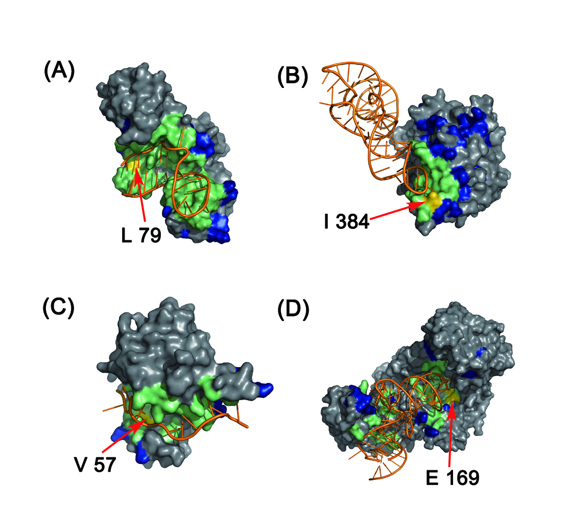 Accurate prediction of RNA-binding protein residues with two discriminative structural descriptors